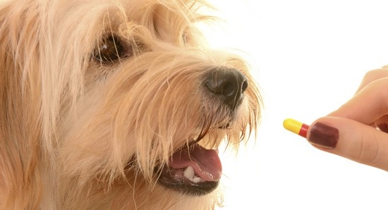 Tabletten von Worms für Hunde: einen Überblick über Anthelminta und die Regeln für ihre Verwendung 03