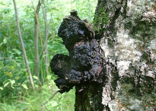 Chaga mit Onkologie. Behandlung von Krebs Chaga 01