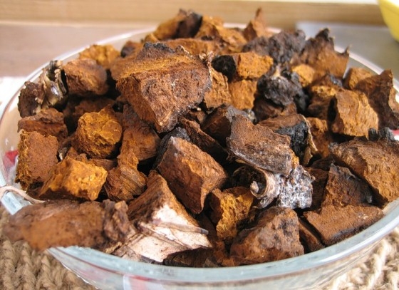 Chaga mit Onkologie. Behandlung von Krebs Chaga 03