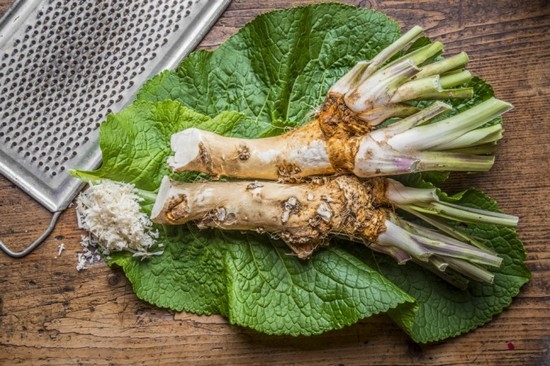 Schwarzer Rettich: Nutzen und Schaden. Rezepte der traditionellen Medizin 04