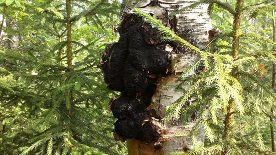 Pilz Chaga: Kontraindikationen 01