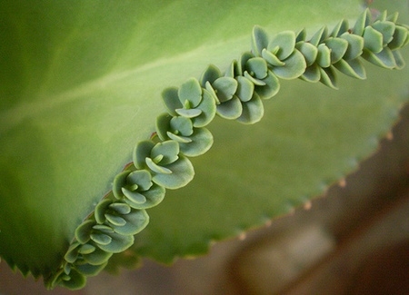 Kalanchoe: Home Care 05