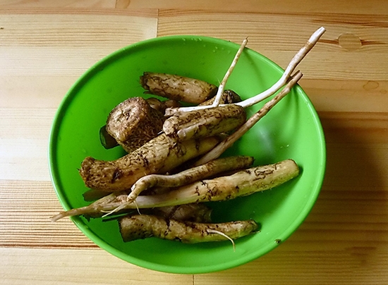 Lopach-Wurzel: Medizinische Eigenschaften und Kontraindikationen, Bewertungen. Rezepte für Onkologie, in Gynäkologie, Haaren und anderen 03