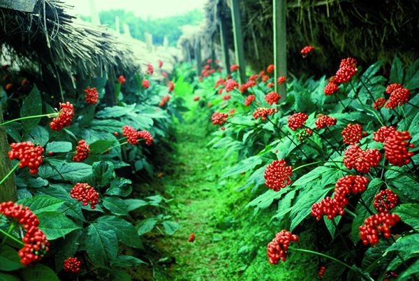 Ginseng Tinktur: Anwendungen, Lesungen und Bewertungen für Männer und Frauen 01