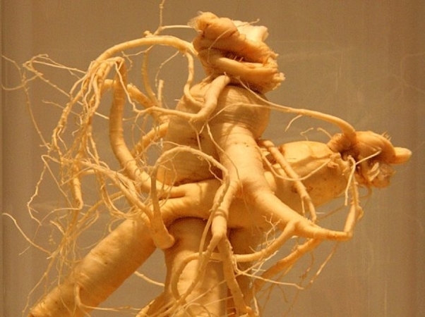 Ginseng Tinktur: Anwendungen, Lesungen und Bewertungen für Männer und Frauen 02