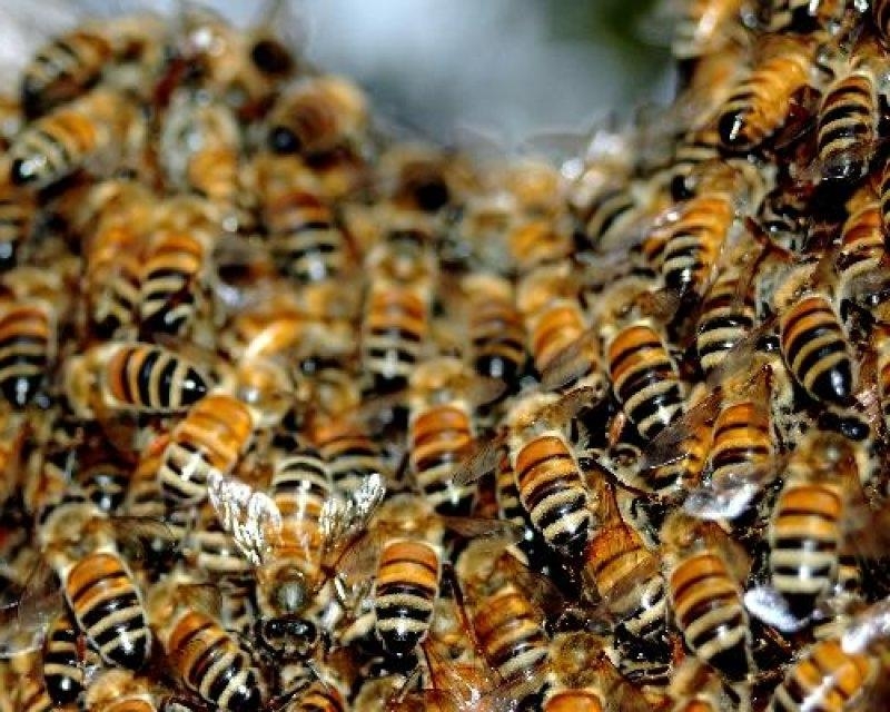 Biene Podmors: Medizinische Eigenschaften, Rezepte zur Behandlung von Gelenken 01