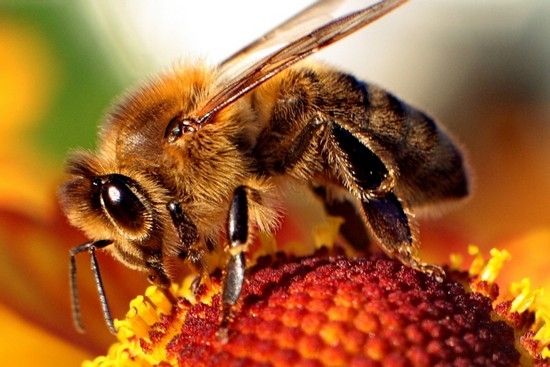 Eine Tinktur auf dem Bienen-Hinteralkohol: Von dem der Agent, der Rezepte, die Anwendung hilft, hilft 01