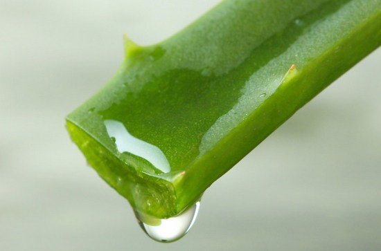 Aloe-Saft von einer Erkältung: Rezepte der Vorbereitung und Merkmale von Tröpfchen 01