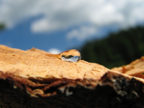 Zhivitsa Cedar: Anwendung und Bewertungen 01