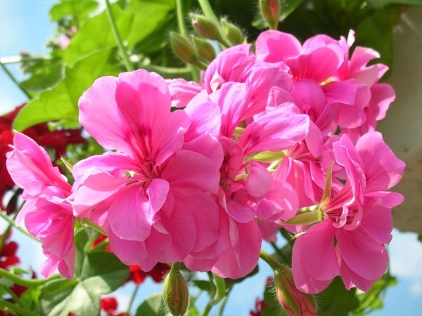 Rosa Farben: Was für den Garten wählen?? Rosa Farbfarben: Wert und Symbole 06