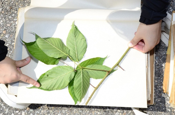 Herbarium von Blättern: Wie man es selbst schafft? Ungewöhnliches Herbarium von Blättern: Fotos und Empfehlungen 02