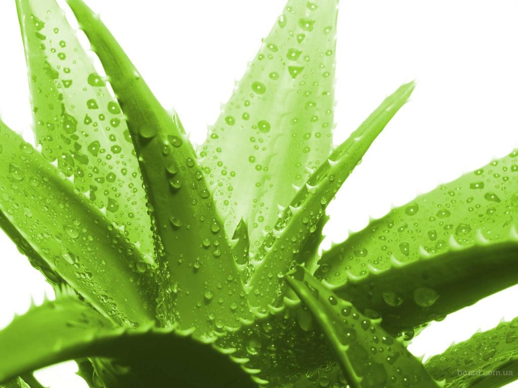 Aloe mit Honig: Hustenrezepte, zur Immunität, für Magen. Aloe-Rezepte mit Honig und Koror, Zitrone 01