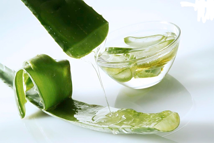 Aloe mit Honig: Hustenrezepte, zur Immunität, für Magen. Aloe-Rezepte mit Honig und Koror, Zitrone 02