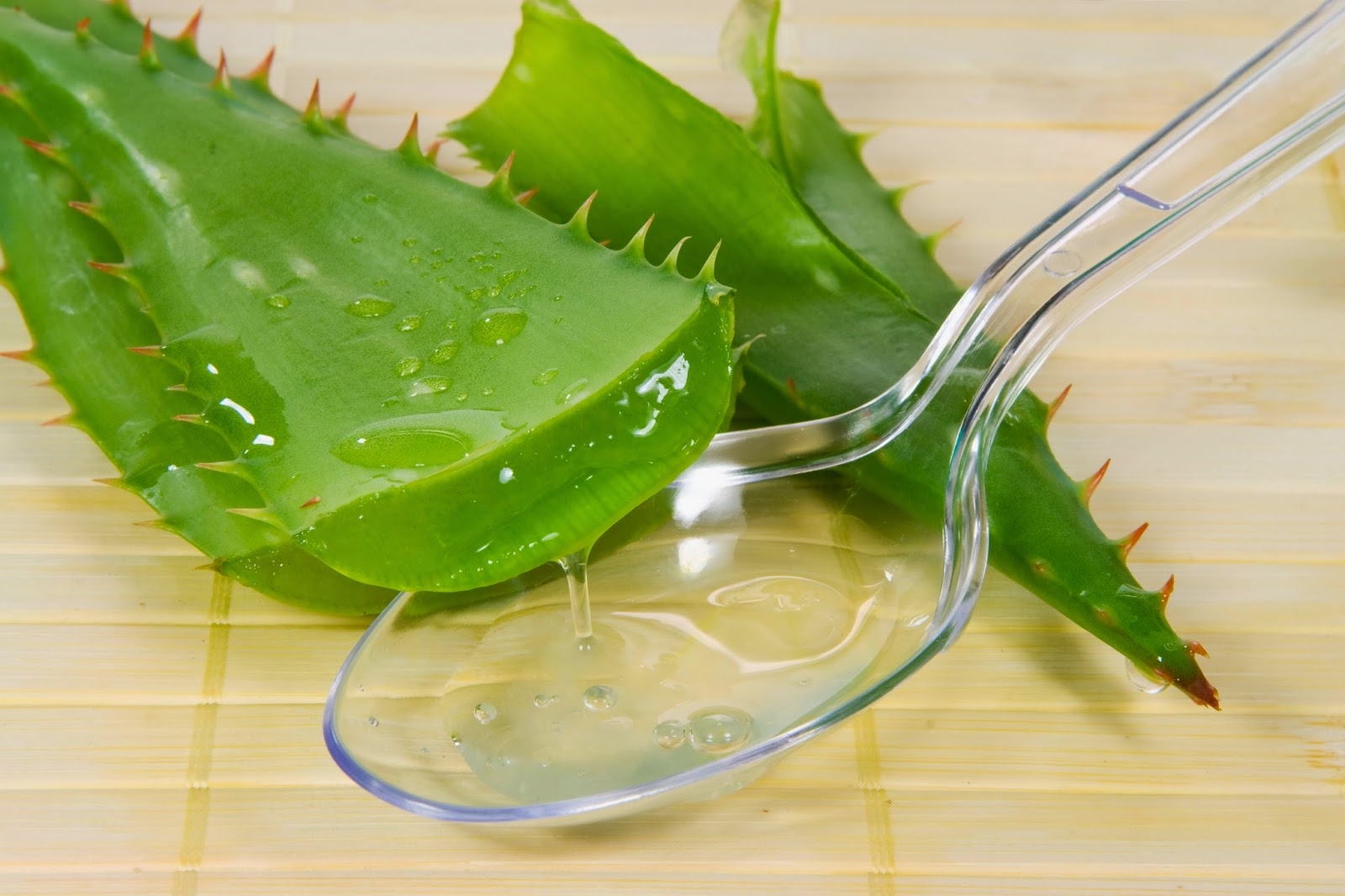 Aloe mit Honig: Hustenrezepte, zur Immunität, für Magen. Aloe-Rezepte mit Honig und Koror, Zitrone 03