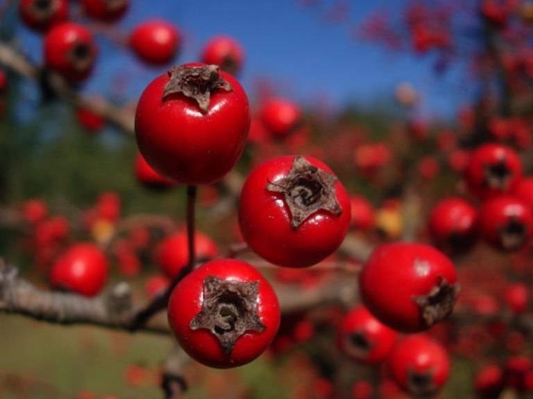 Hawthorn: Anwendung. Tinktur und Hawthorn-Früchte in der Medizin 02