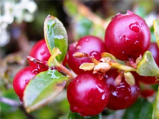 Preiselbeere. Nützliche und therapeutische Eigenschaften von Lingonberries 01