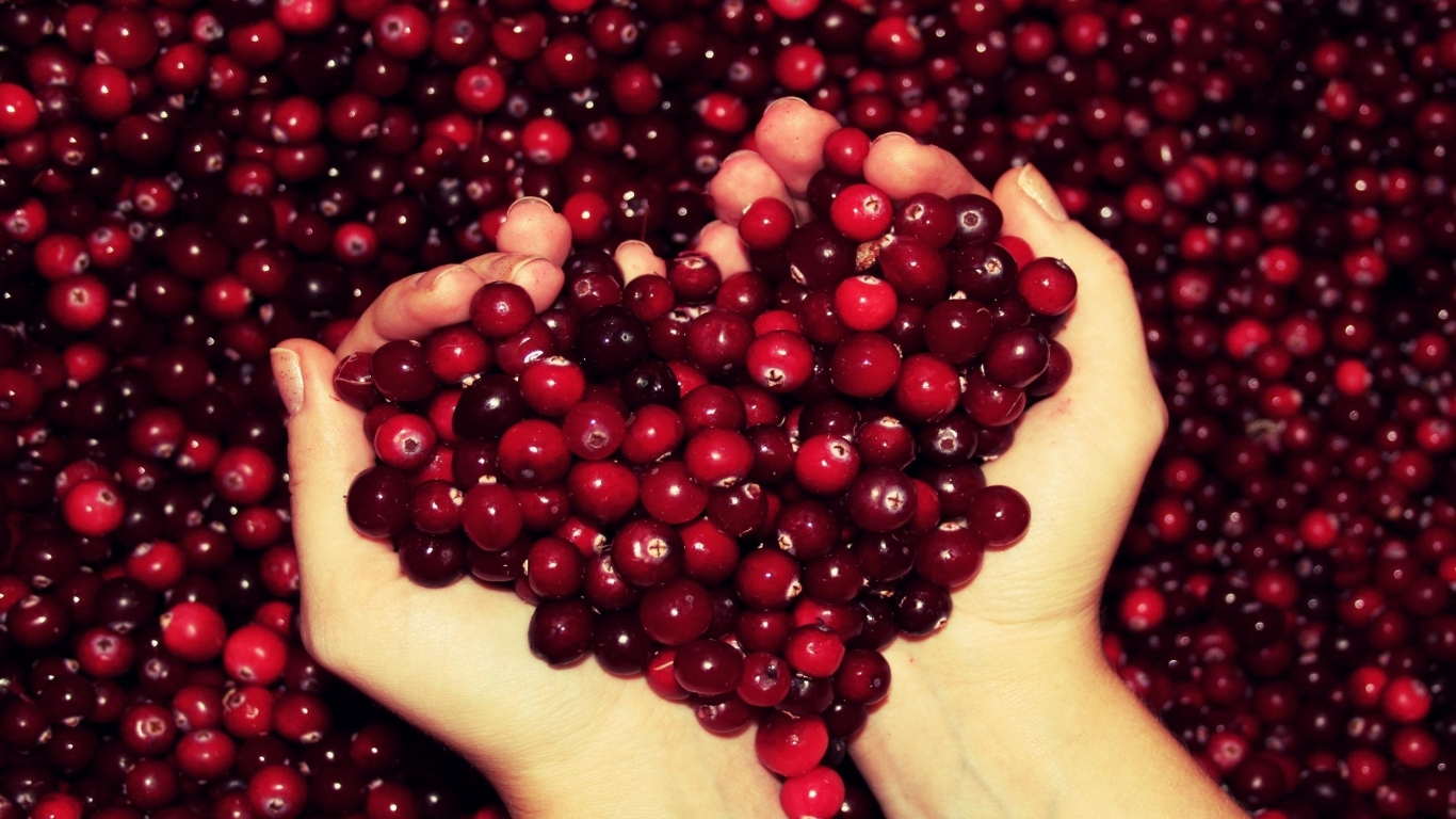 Preiselbeere. Nützliche und therapeutische Eigenschaften von Lingonberries 03