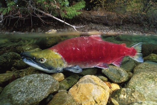 Was für ein Fisch ist ein Unsinn? Wo sie lebt und was nützlich ist? Wie kochst du es?? 02