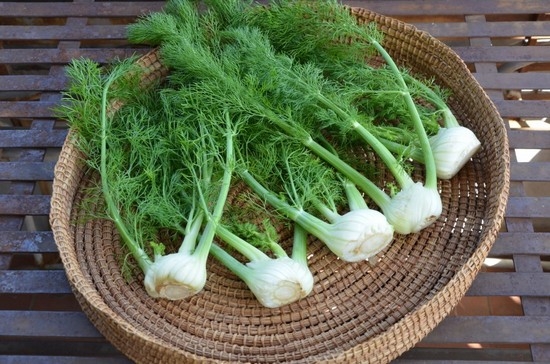 Fenchel: Nutzen und Schaden, medizinische Eigenschaften und Gebrauchsmethoden 01