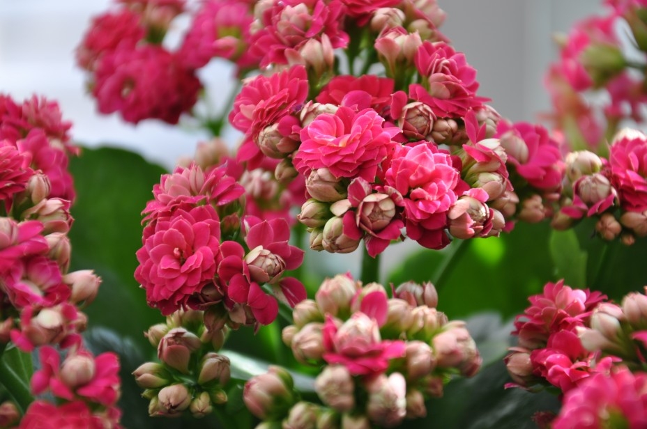 Kalanchoe: Home Care 07