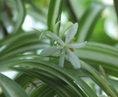 Chlorophytum: Wachsen und Pflege zu Hause 02