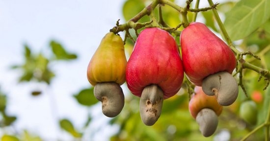 Cashews: Nützliche Eigenschaften, Schaden und Kontraindikationen, Kalorien 02