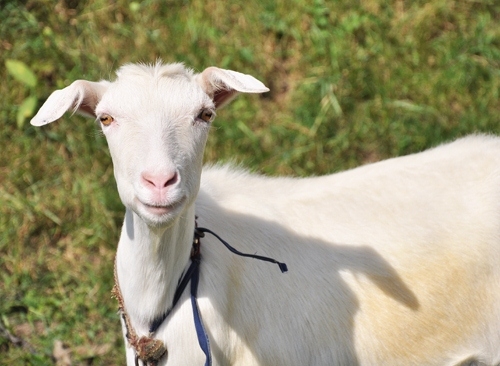 Ziegenmilch mit Allergien 02