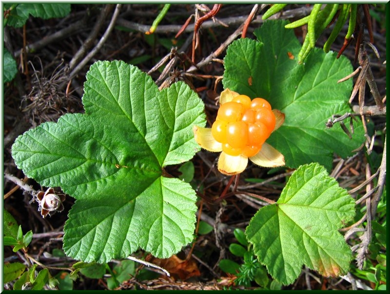 Cloudberry: Nützliche Eigenschaften und Kontraindikationen 01