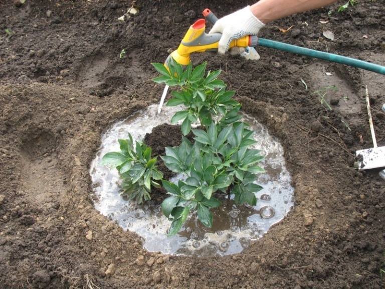 Für Pfingstrosen nach der Blüte kümmern 02