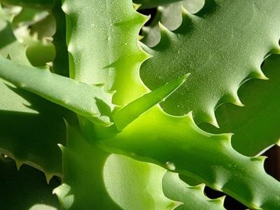 Wie kümmere ich mich um Aloe?? Aloe Care, Reproduktion und Aloe Transplantation 01