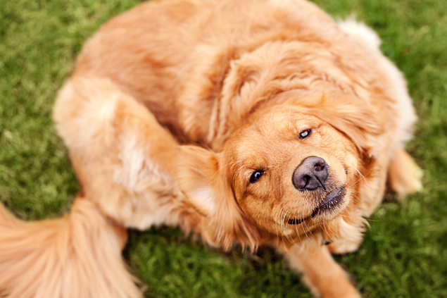 Haube beim Hund: Ursachen und Behandlung. Welpen Dandruff: Was zu tun?? 01