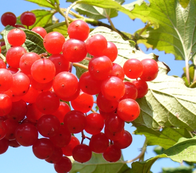 Tinktur aus Kalina: Rezepte. Kostenwesen und vorteilhafte Eigenschaften von Viburnum 01