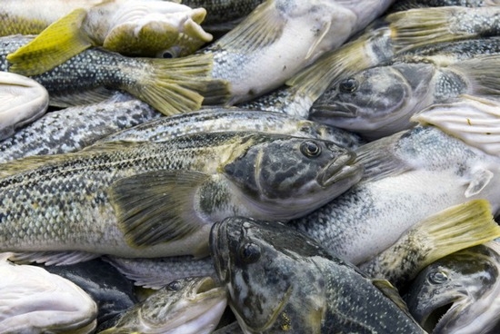 Nicht fließen: Was für ein Fisch, seine Hauptmerkmale 01