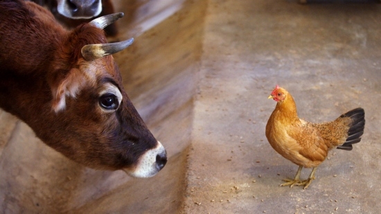 Hühnerleber: Nutzen und Schaden, Kalorien- und Produktzusammensetzung. Welche Leber ist nützlicher - Huhn oder Rindfleisch? 03