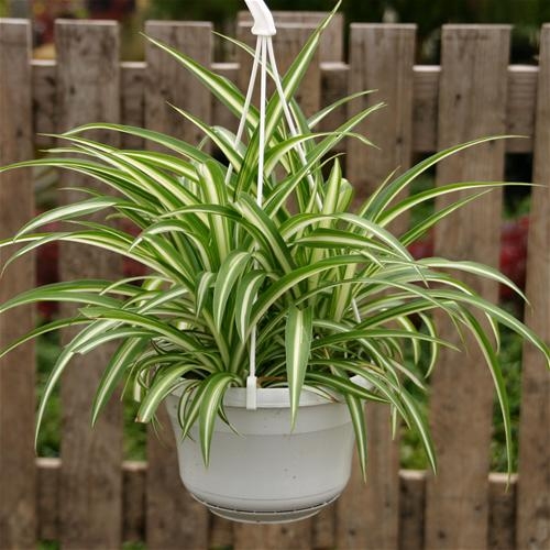 Chlorophytum: Wachsen und Pflege zu Hause 03