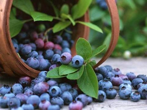 Blueberry-Verwendung: Gesundheitsbeere 01