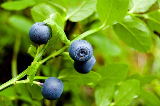 Blueberry-Verwendung: Gesundheitsbeere 03