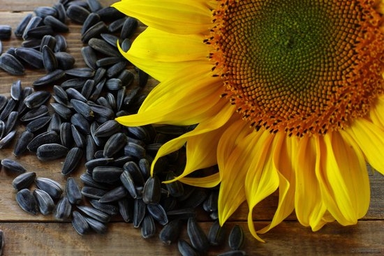 Ballett oder gesundes Essen? Eigenschaften, Vorteile und Schadens-Sonnenblumensamen für Frauen und Männer 01