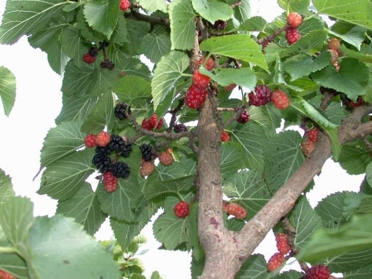 Maulberry: Nützliche Eigenschaften. Maulbeer mit Diabetes 01