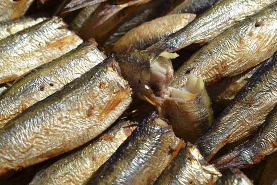 Welche Fische machen Sprotten in industrieller und häuslicher Umgebung? 07