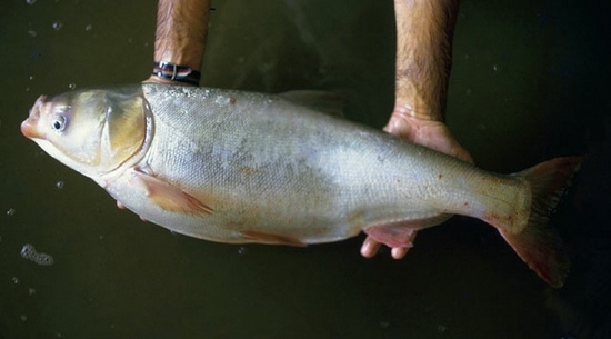 Tolstolbike: Nutzen und Schaden. Bony oder nicht dieser Fisch, wie man es kocht? 02