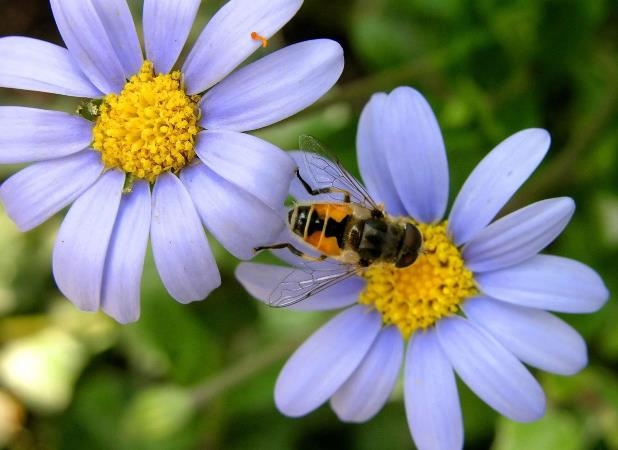 Blumenhonig: Nützliche Eigenschaften. Blumenhonig in der Kosmetologie: Rezepte 02