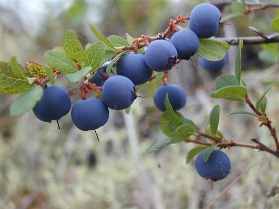 Blueberry Berry: Nützliche Eigenschaften von Blaubeeren 01