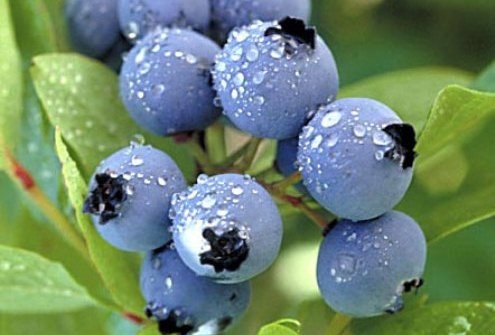 Blueberry Berry: Nützliche Eigenschaften von Blaubeeren 02