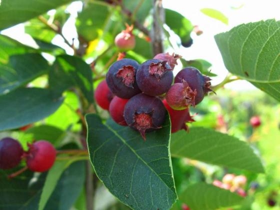 Berry Irga. Nützliche Eigenschaften von irgi 01