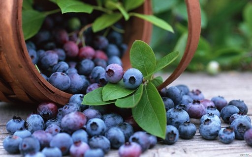 Blueberry Berry: Nützliche Eigenschaften von Blaubeeren 03