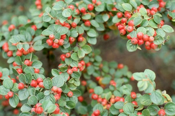 Berry Irga. Nützliche Eigenschaften von irgi 02