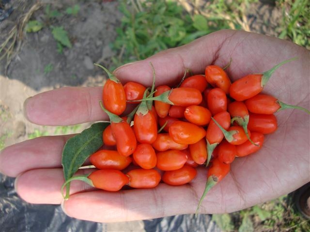 Goji-Beeren: Anwendung und nützliche Eigenschaften. Komposition und Kalorien 02