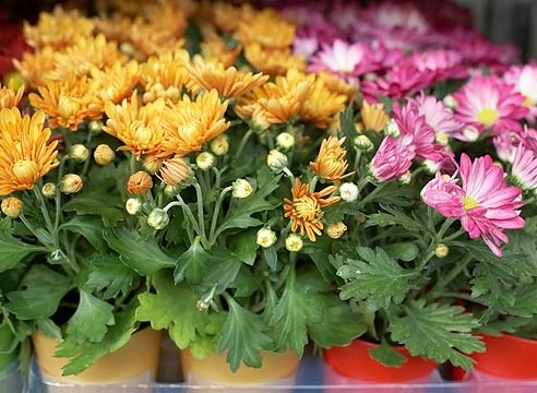 Chrysanthemen in Töpfen: Wie kümmert man sich?? 01