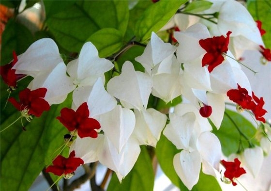 Clerodendrum: Home Care 01